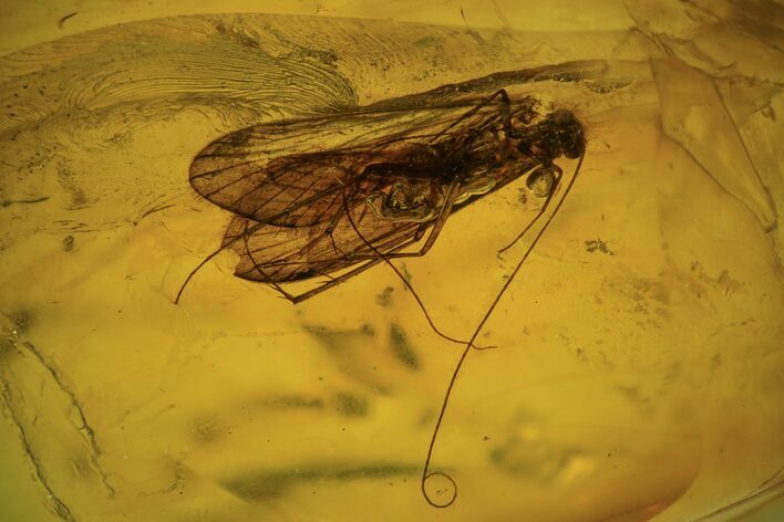 Detailed Fossil Caddisfly (Trichoptera) In Baltic Amber #109438